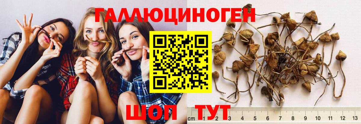 Псилоцибиновые грибы GOLDEN TEACHER  Вход с VPN  Брянск 